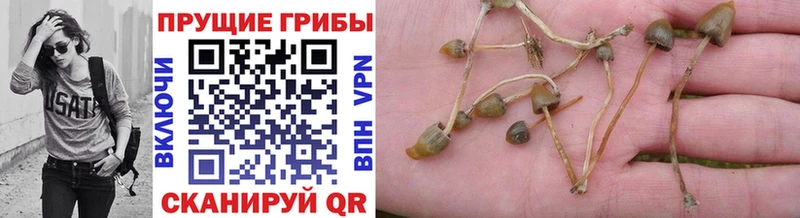 KRAKEN ссылка где можно купить наркотик Пугачёв Галлюциногенные грибы Cubensis